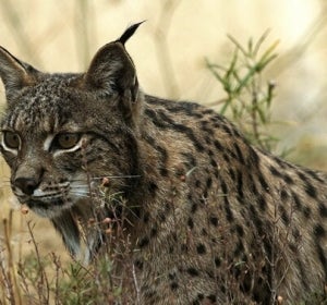 Los linces decidieron volver a su lugar de origen Los linces decidieron volver a su lugar de origen