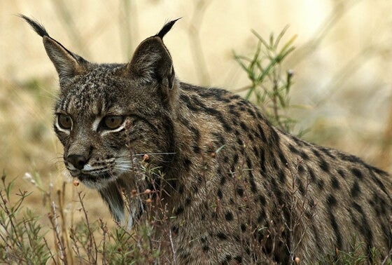Azul y Verde: Kentaro, el lince viajero Azul y Verde: Kentaro, el lince viajero
