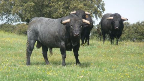 Toros de lidia