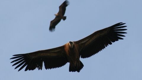 &Aacute;guila Imperial Ib&eacute;rica