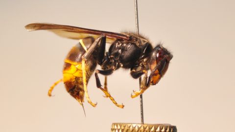 Ejemplar de avispa asi&aacute;tica.