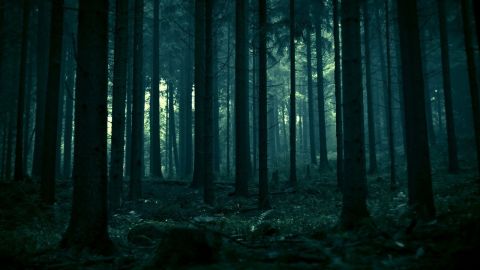 Bosque de noche