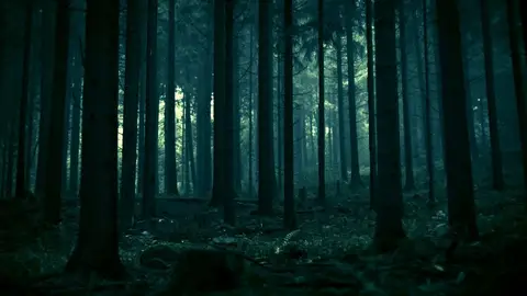 Bosque de noche Bosque de noche