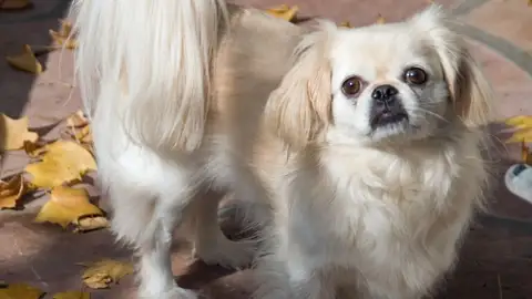 Pekinés Pekinés