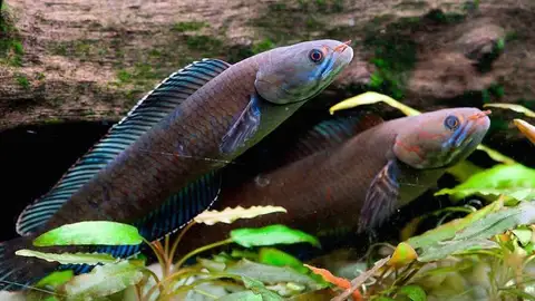 211 especies descubiertas al este del Himalaya 211 especies descubiertas al este del Himalaya