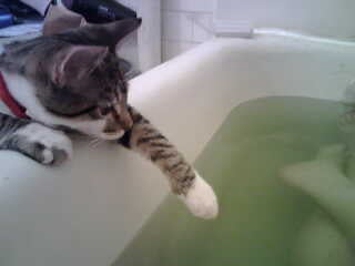 Gatos que no se callan ni debajo del agua Gatos que no se callan ni debajo del agua