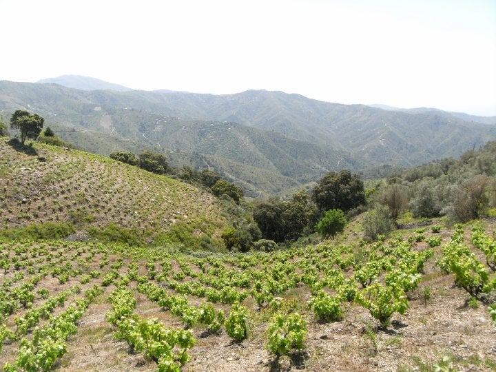 Nos acercamos a Los Montes de Málaga Nos acercamos a Los Montes de Málaga