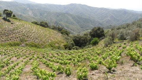 montes m&aacute;laga