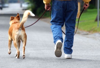 700 metros cuadrados en Nou Barris para perros 700 metros cuadrados en Nou Barris para perros