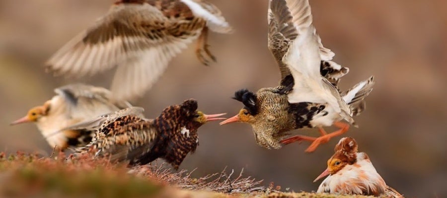 "planeo mis viajes en función de las aves del destino" "planeo mis viajes en función de las aves del destino"