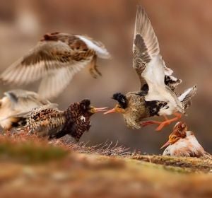 "planeo mis viajes en función de las aves del destino" "planeo mis viajes en función de las aves del destino"
