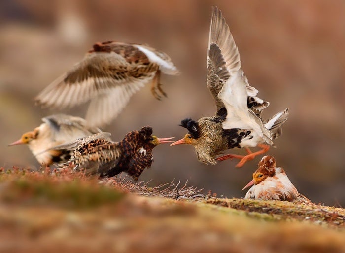 Juanjo Ramos: “con ‘Soñando con alas’ queremos demostrar que la observación de aves está a la mano de todo el mundo” Juanjo Ramos: “con ‘Soñando con alas’ queremos demostrar que la observación de aves está a la mano de todo el mundo”