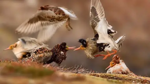 "planeo mis viajes en función de las aves del destino" "planeo mis viajes en función de las aves del destino"