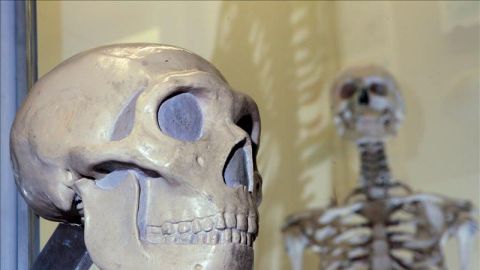 Homo sapiens