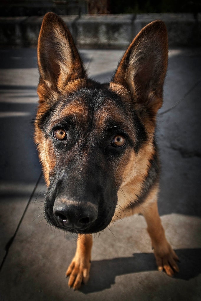 Las 10 razas de perro más ¿inteligentes? Las 10 razas de perro más ¿inteligentes?