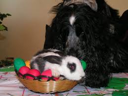 La ingesta de heces de conejos y los perros La ingesta de heces de conejos y los perros
