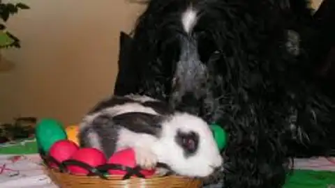 Perro y conejo Perro y conejo