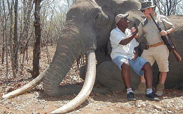 53.000 € por matar al elefante "Tesoro Nacional" de Zimbabwe 53.000 € por matar al elefante "Tesoro Nacional" de Zimbabwe