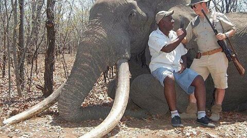 Elefante cazado en Zimbabue