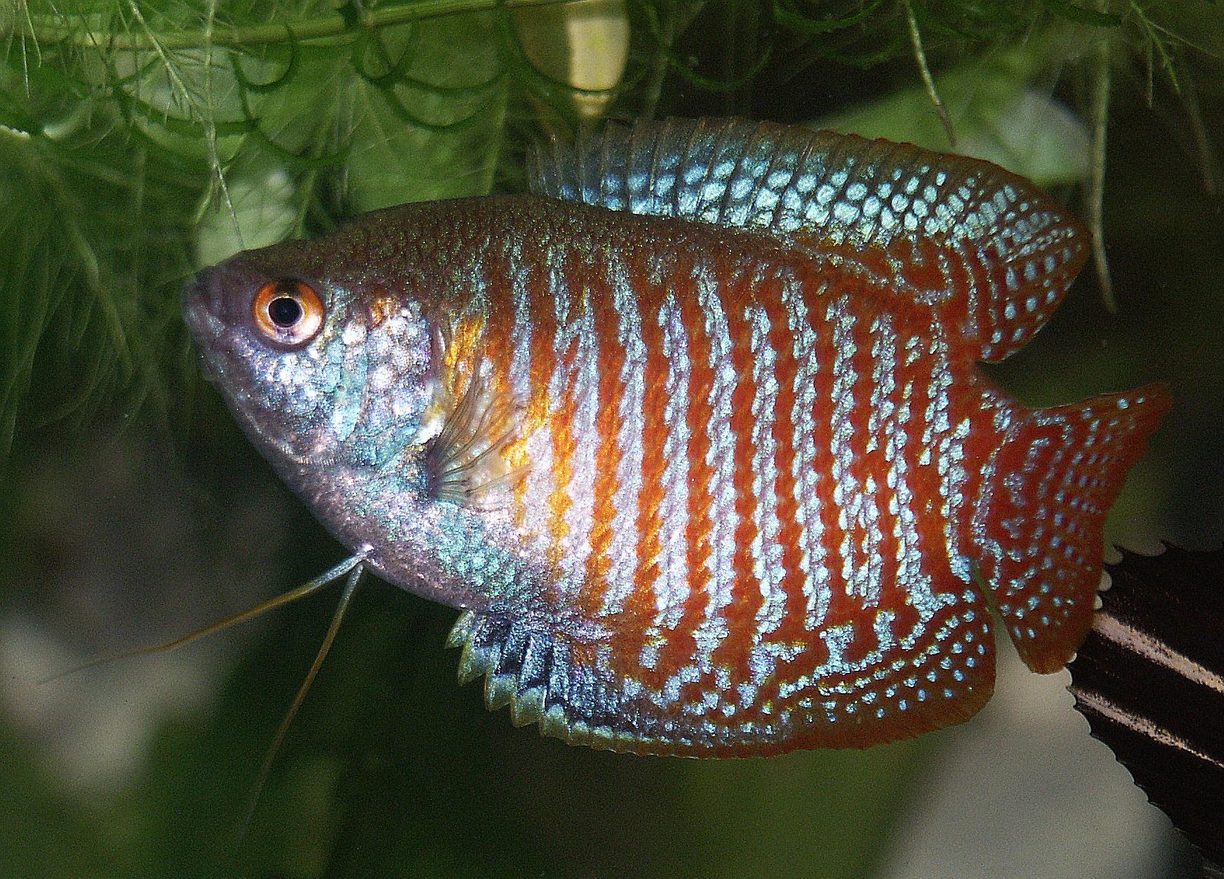Sexo en el acuario Sexo en el acuario
