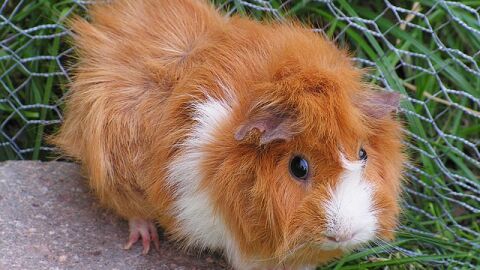 Cobaya
