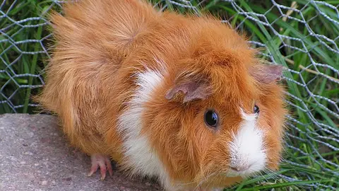 Cobaya Cobaya