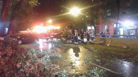 Cae un &aacute;rbol sobre dos coches aparcados y uno que ven&iacute;a circulando