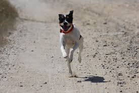 Las "leyendas urbanas" de la castración en machos Las "leyendas urbanas" de la castración en machos