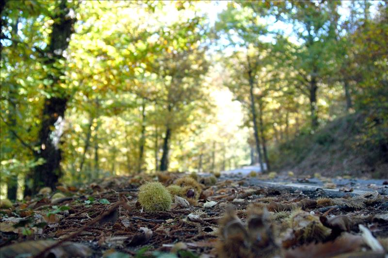 Naturaleza: Árboles milenarios Naturaleza: Árboles milenarios