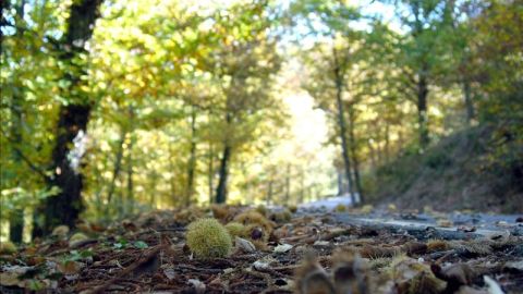 Paisaje de &aacute;rboles
