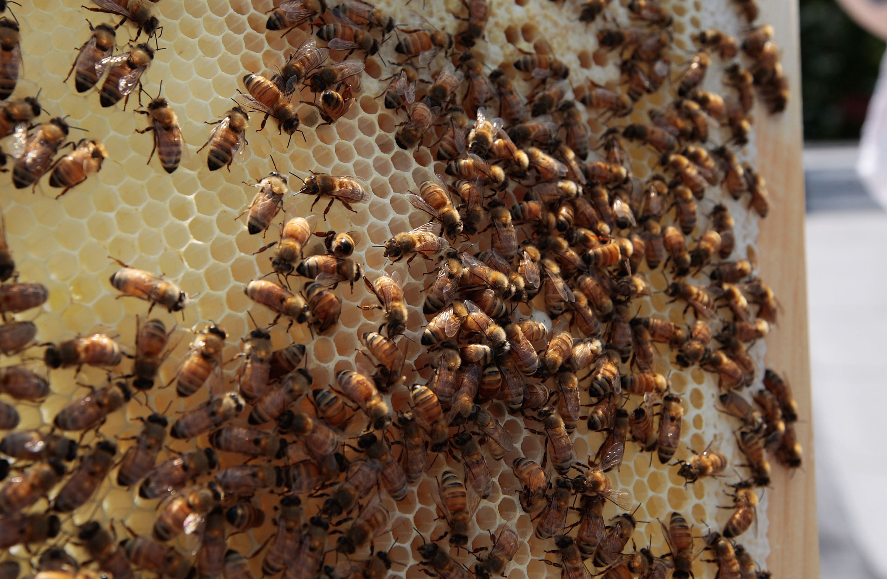 Muere un anciano en Mijas tras ser atacado por un enjambre de abejas Muere un anciano en Mijas tras ser atacado por un enjambre de abejas