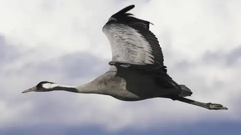 Grulla volando Grulla volando