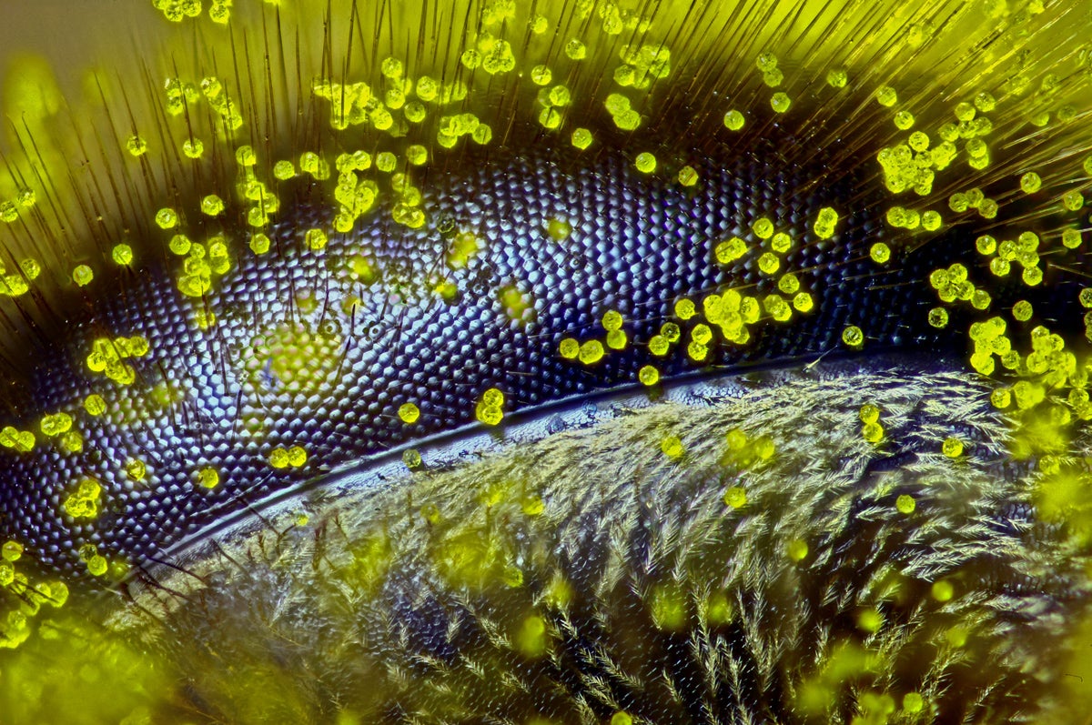 ToBeeView muestra las diferencias de visión entre animales ToBeeView muestra las diferencias de visión entre animales