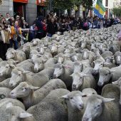 Las ovejas merinas cruzan Madrid (Archivo)