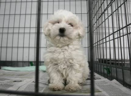 Cada cinco minutos se abandonan cuatro perros en España Cada cinco minutos se abandonan cuatro perros en España