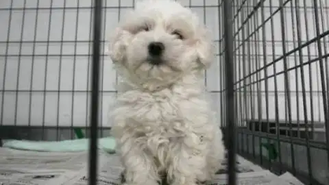 Un perro abandonado Un perro abandonado