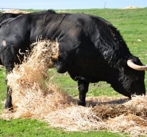 Toros Toros