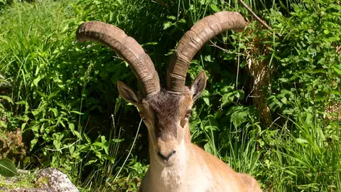 Ejemplar de cabra montesa Ejemplar de cabra montesa