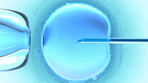 Imagen de un proceso de inseminaci&oacute;n