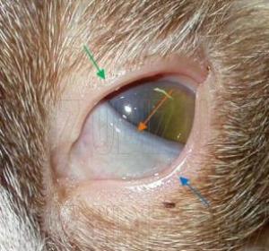 Tercer párpado de un gato Tercer párpado de un gato
