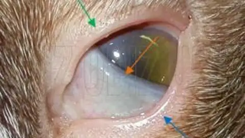 Tercer párpado de un gato Tercer párpado de un gato