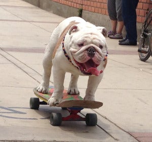 Otto, un bulldog en skate Otto, un bulldog en skate