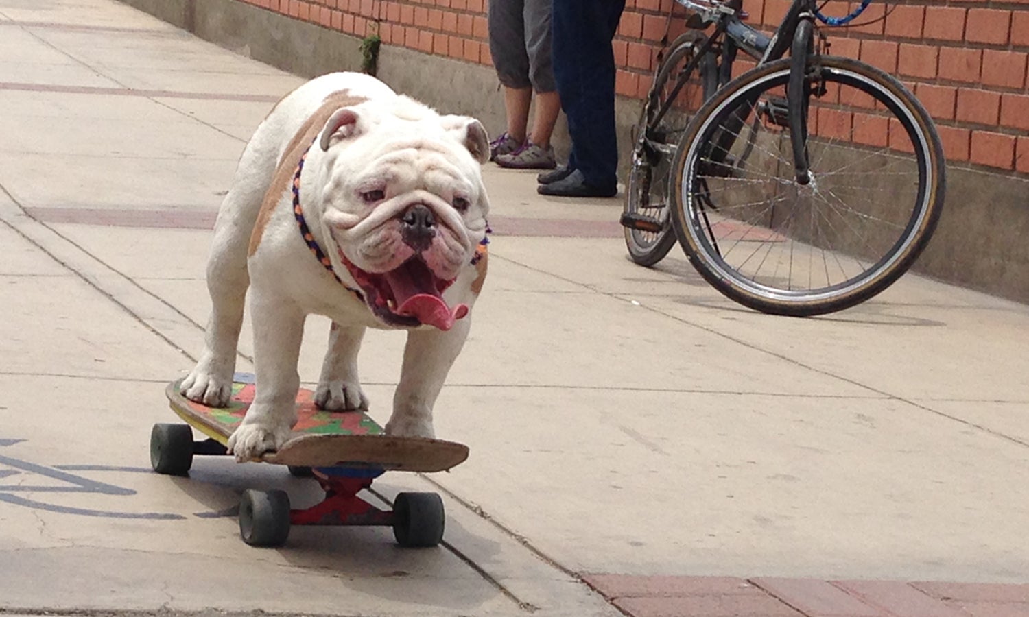Un Bulldog en skate consigue un nuevo record Un Bulldog en skate consigue un nuevo record