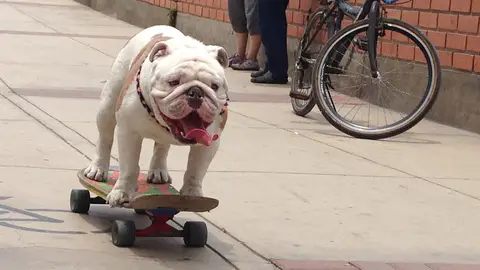 Otto, un bulldog en skate Otto, un bulldog en skate