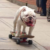 Otto, un bulldog en skate