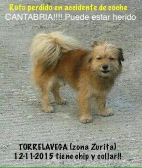 Zurita: en búsqueda de su perro tras sufrir un accidente de coche Zurita: en búsqueda de su perro tras sufrir un accidente de coche