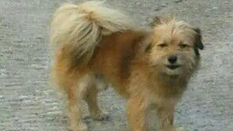 Rufo, perro perdido Rufo, perro perdido