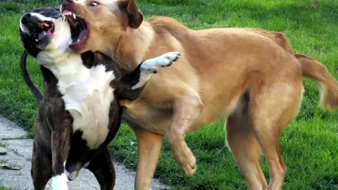 Perros peleando Perros peleando