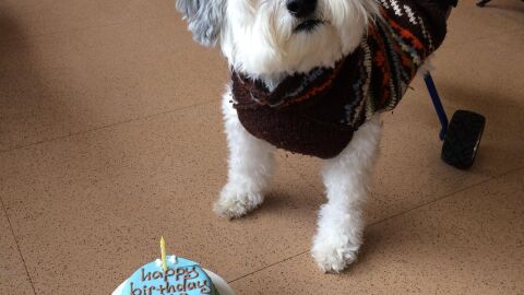 Cumplea&ntilde;os perruno