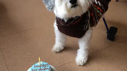 Cumpleaños perruno Cumpleaños perruno
